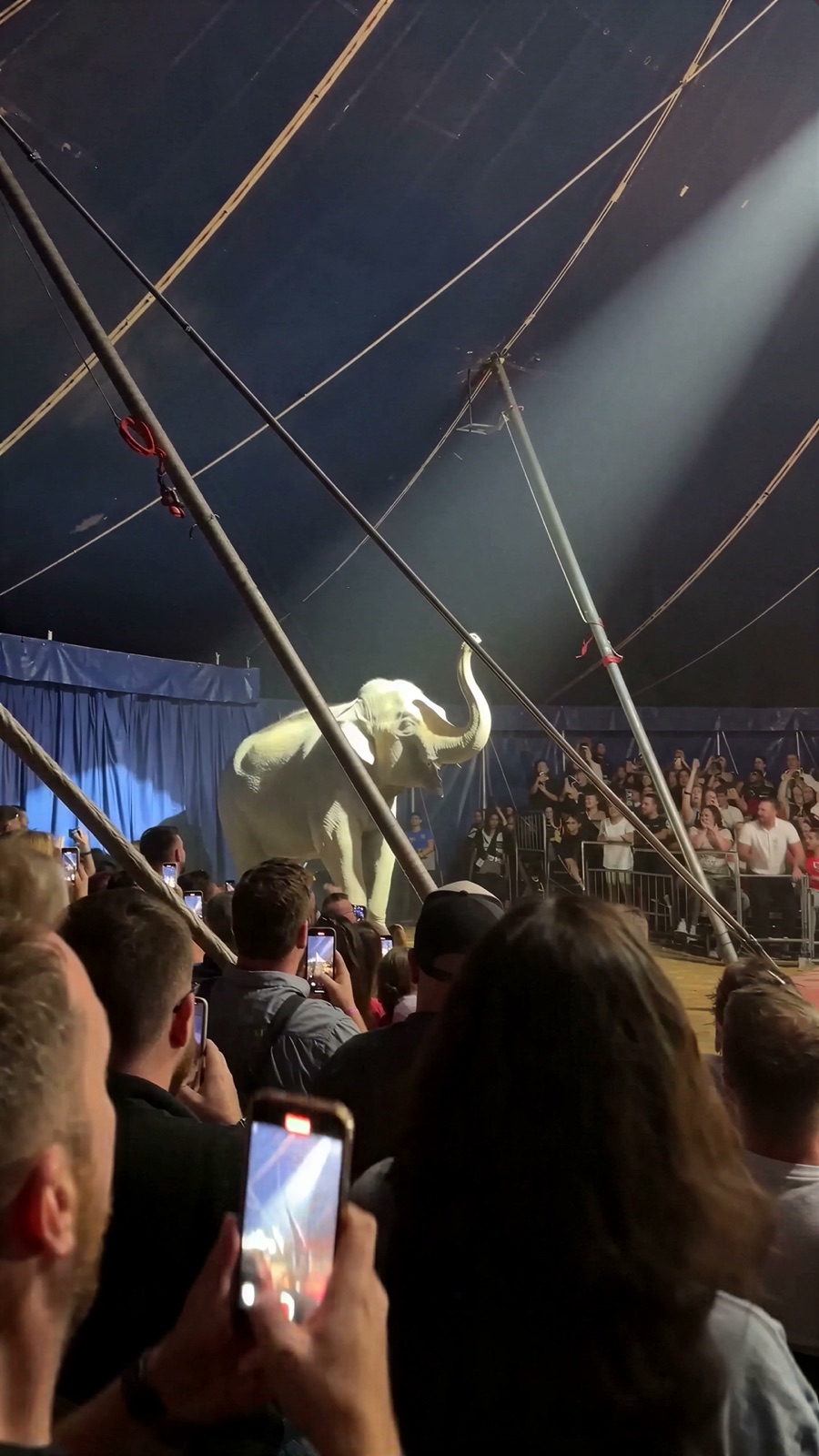 The Vanishing Elephant